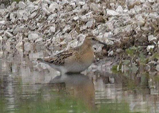 Sharp-tailed Sandpiper - Linda Scribner