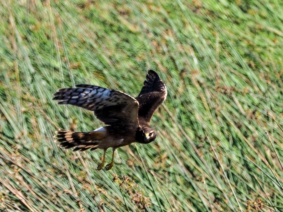 Northern Harrier - ML180267691