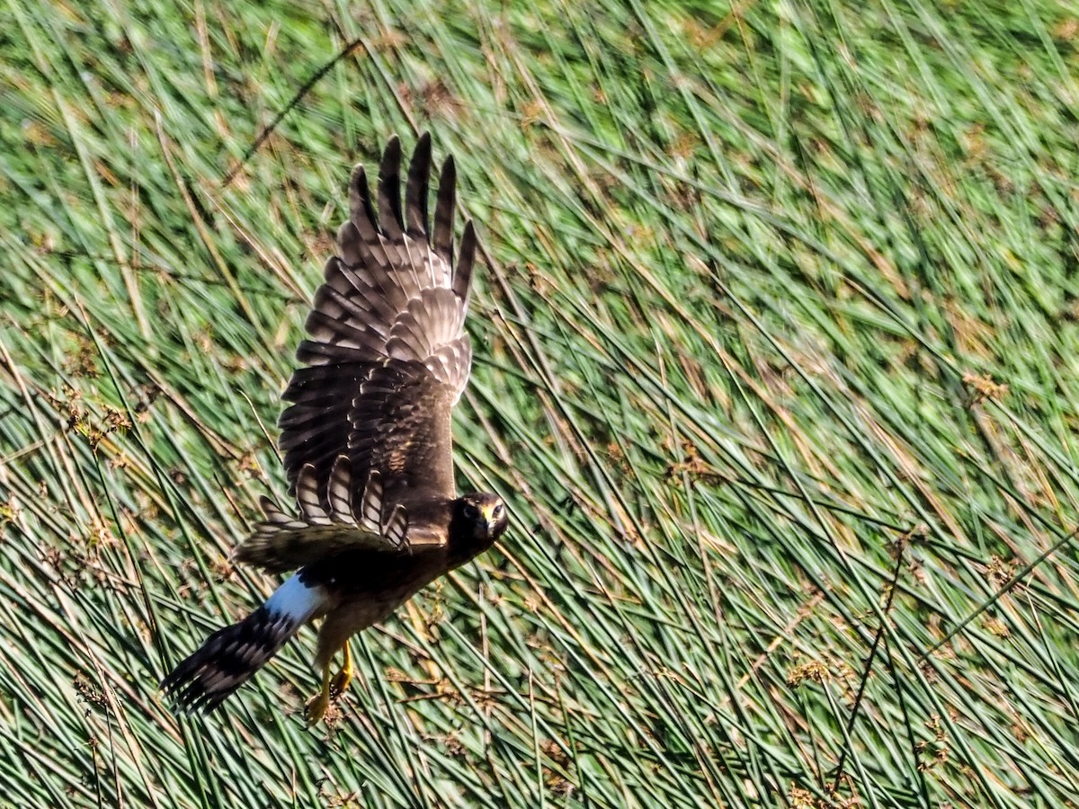 Northern Harrier - Carol Greenstreet