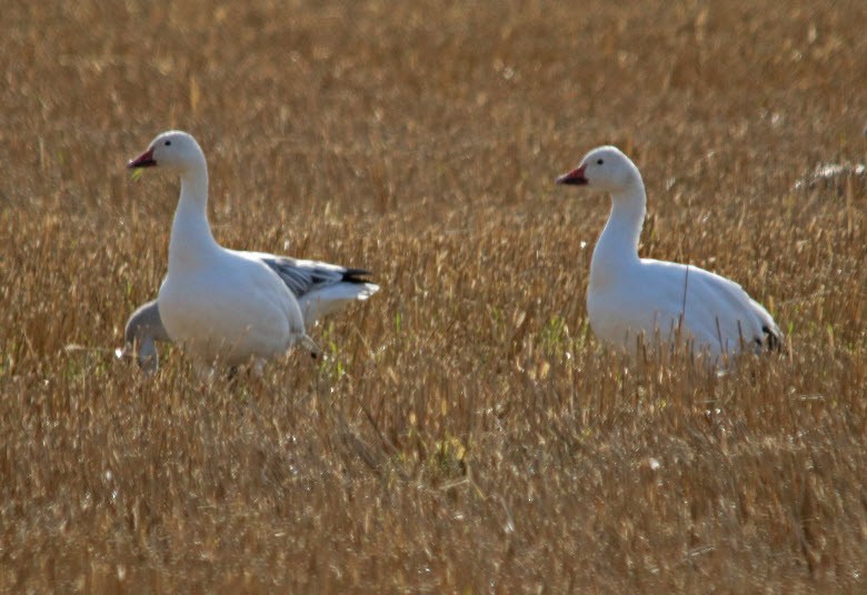 Snow Goose - ML180267941