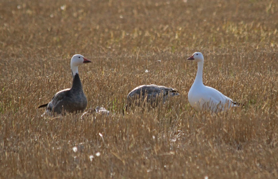 Snow Goose - ML180268011