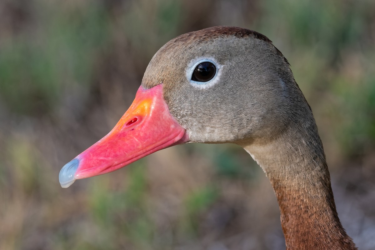 Black-bellied Whistling-Duck - ML180268881