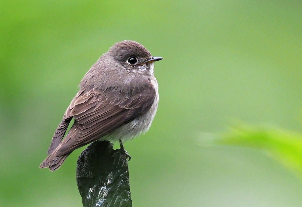 Dark-sided Flycatcher - ML180269271