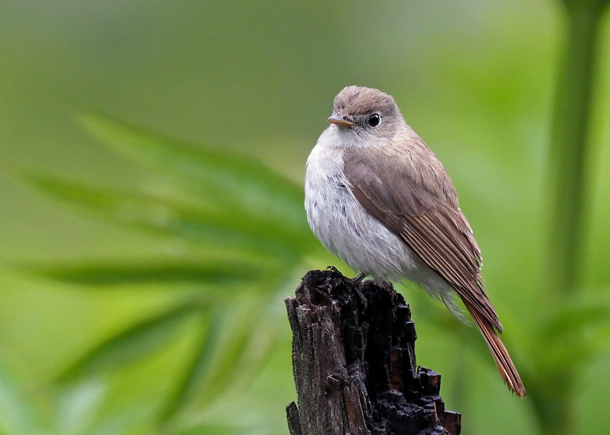 Rusty-tailed Flycatcher - ML180269341