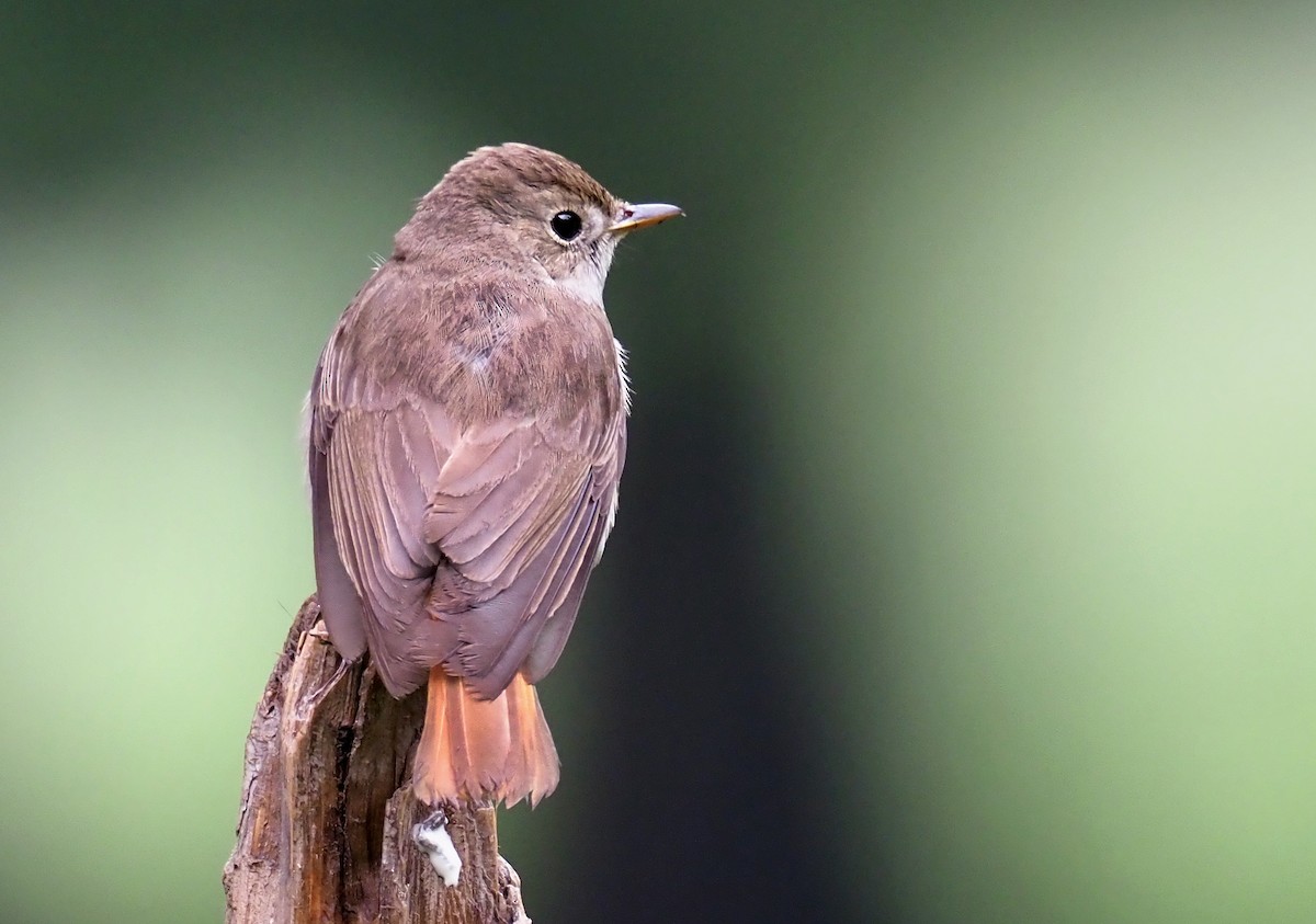 Rusty-tailed Flycatcher - ML180269351