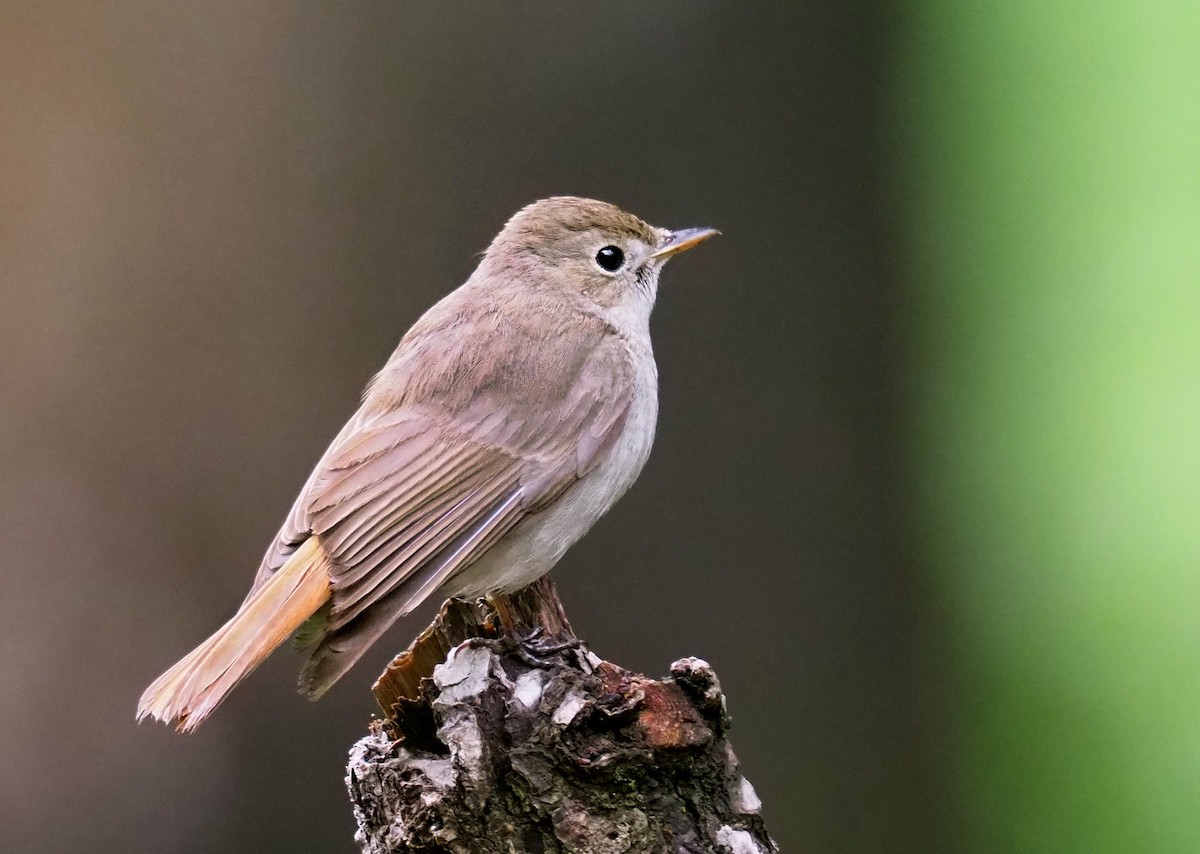 Rusty-tailed Flycatcher - ML180269371