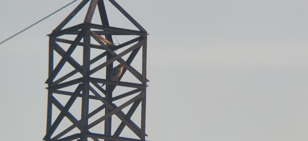 Red-necked Falcon - Pramod  Venkatesh murthy