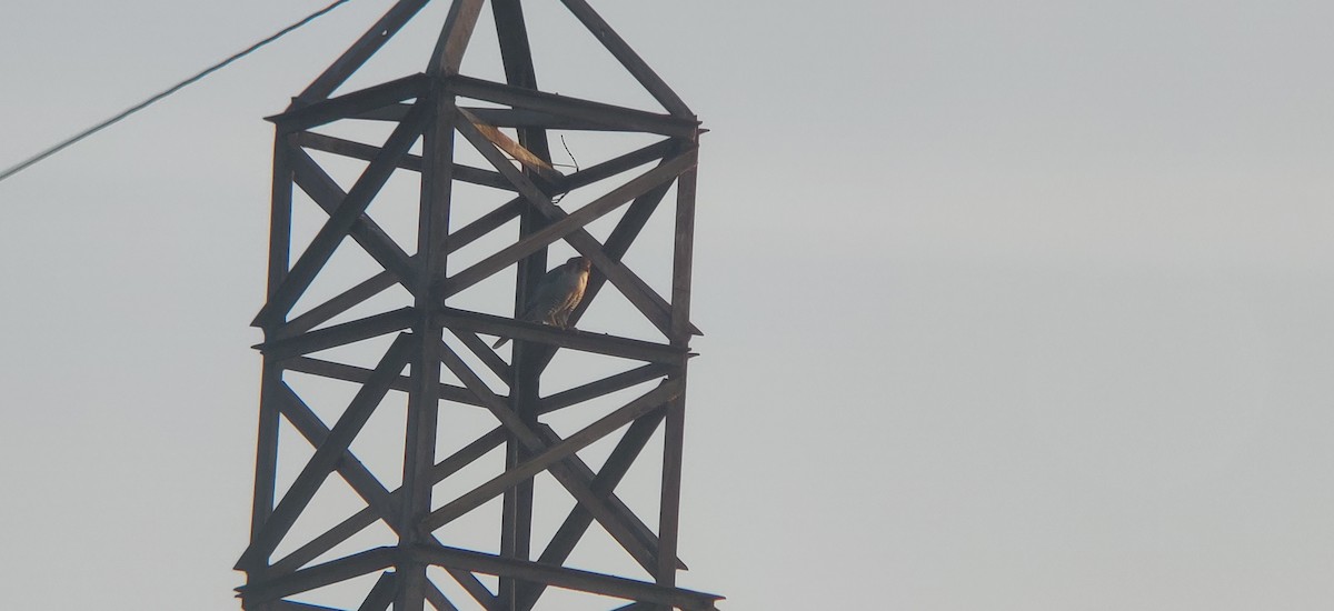 Red-necked Falcon - Pramod  Venkatesh murthy