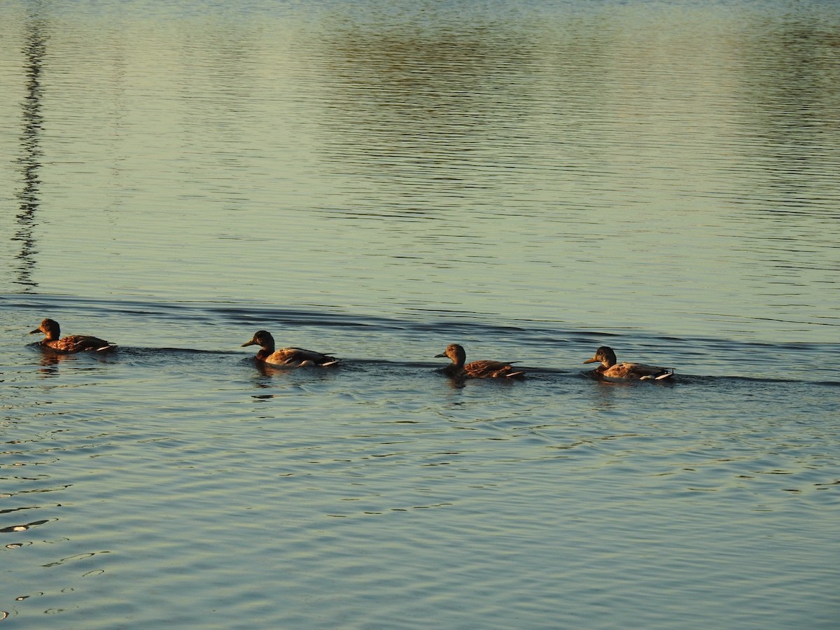 Canard colvert - ML180271401