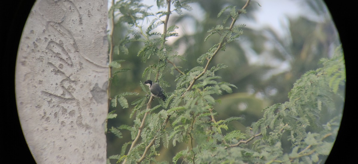 Cinereous Tit - Pramod  Venkatesh murthy