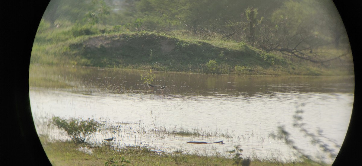 Black-winged Stilt - ML180271501