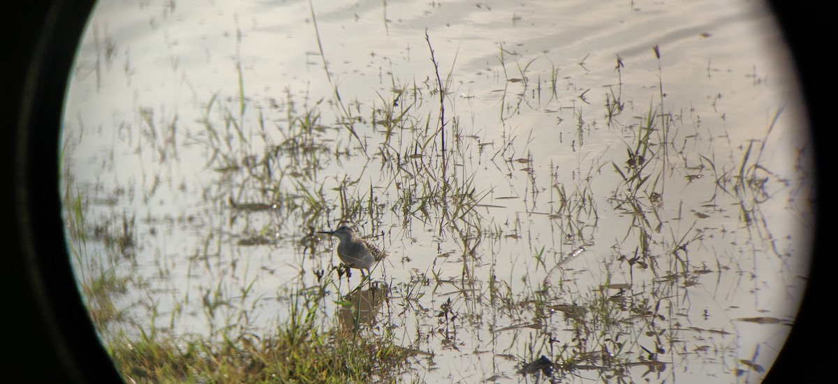 Wood Sandpiper - Pramod  Venkatesh murthy