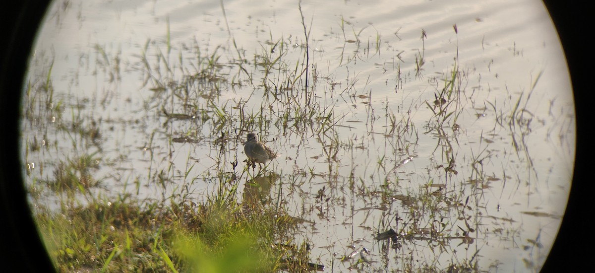 Wood Sandpiper - ML180271801