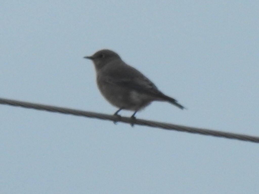 Mountain Bluebird - ML180271831