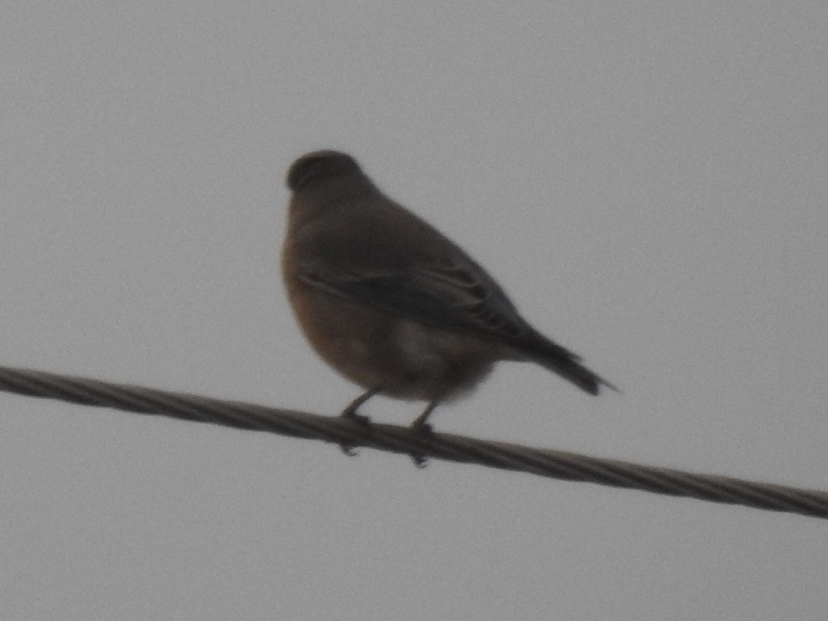 Mountain Bluebird - ML180271841