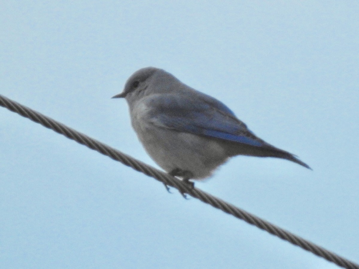 Mountain Bluebird - ML180271861