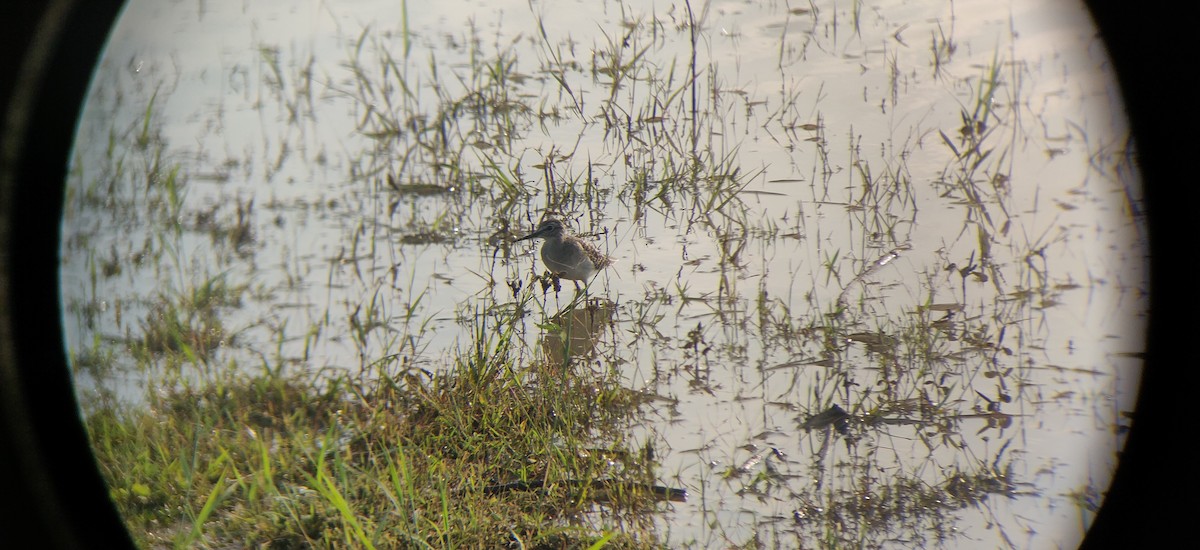 Wood Sandpiper - ML180271871