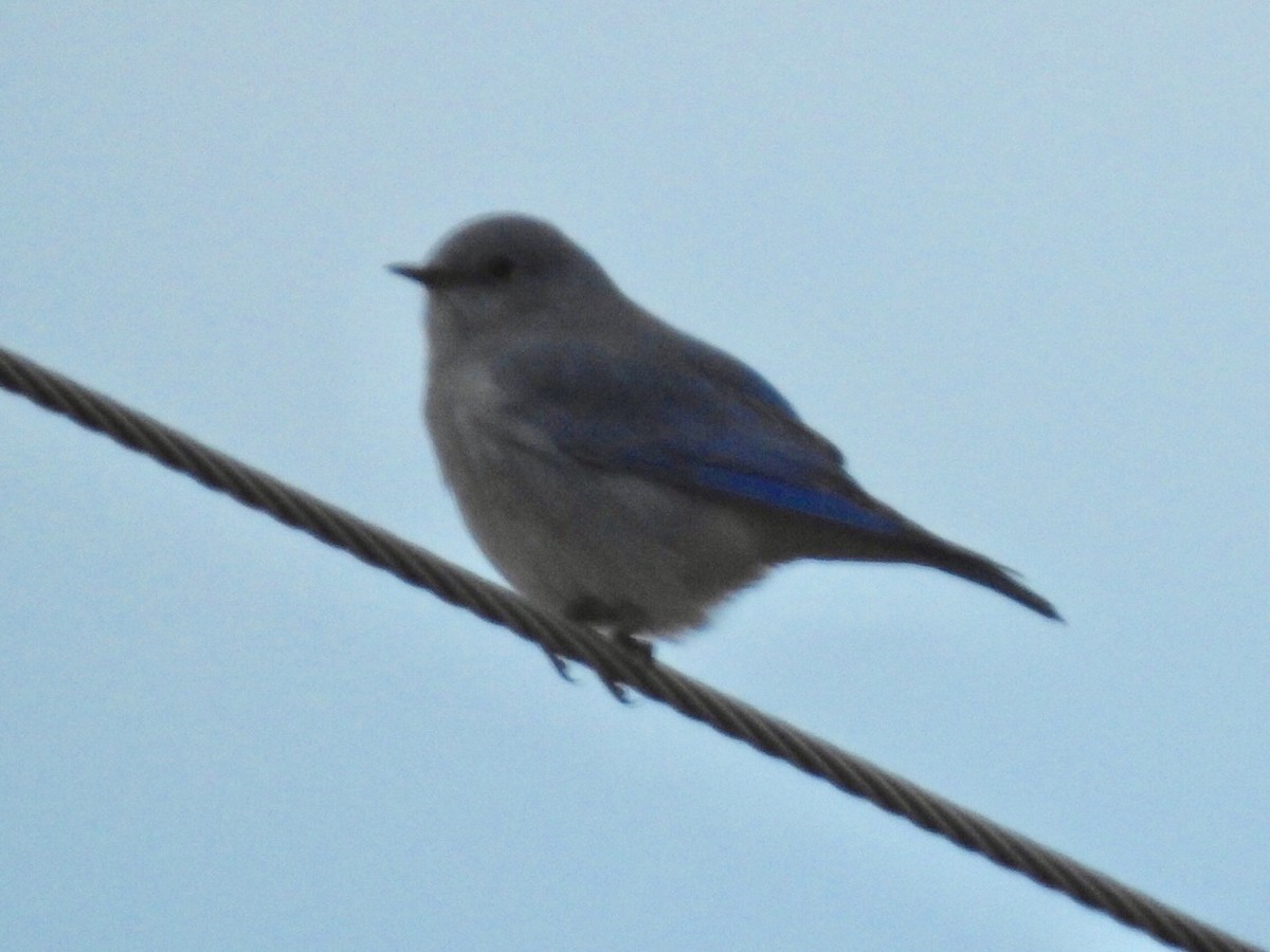 Mountain Bluebird - ML180271881