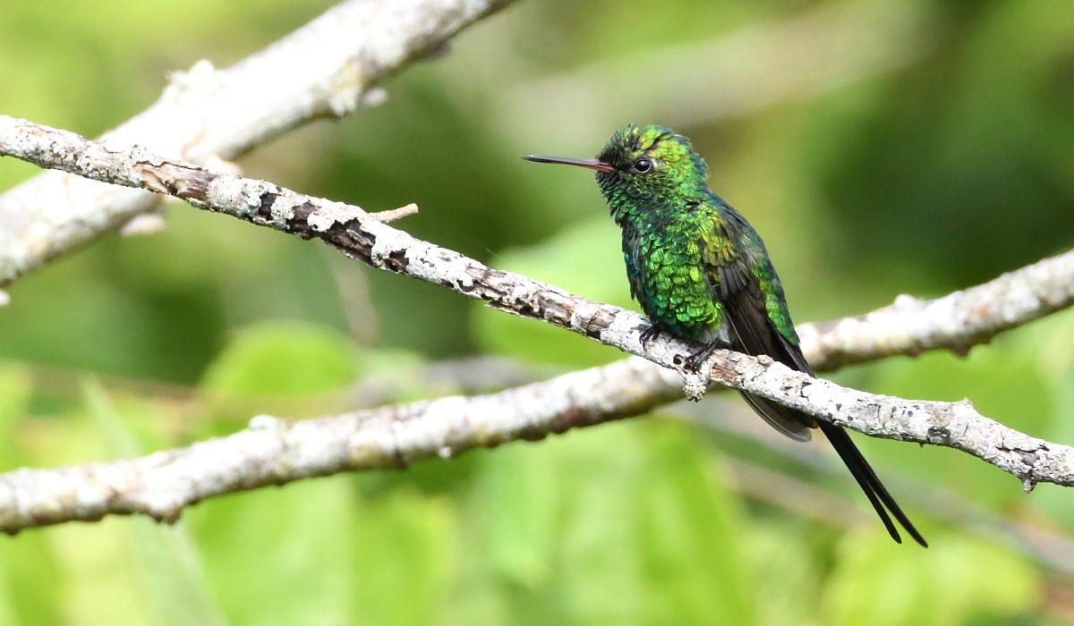 Golden-crowned Emerald - ML180272811