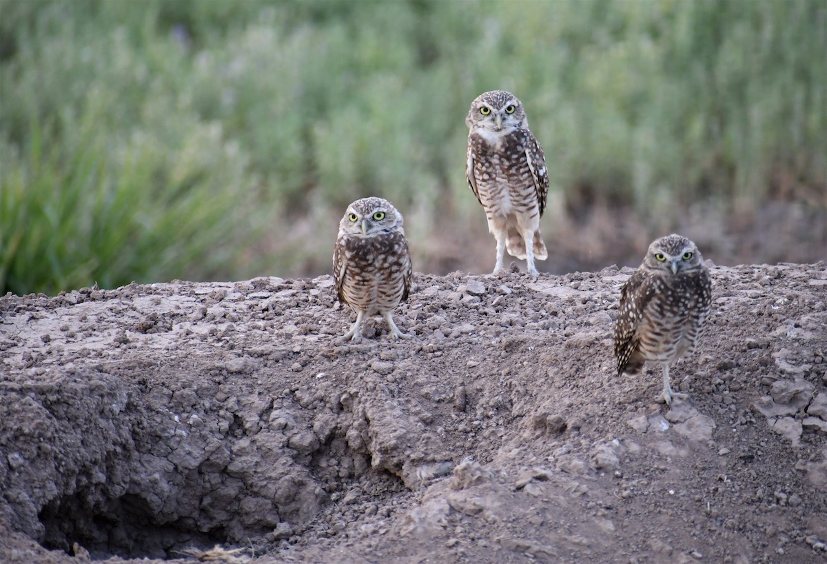 Burrowing Owl - Pam Vercellone-Smith