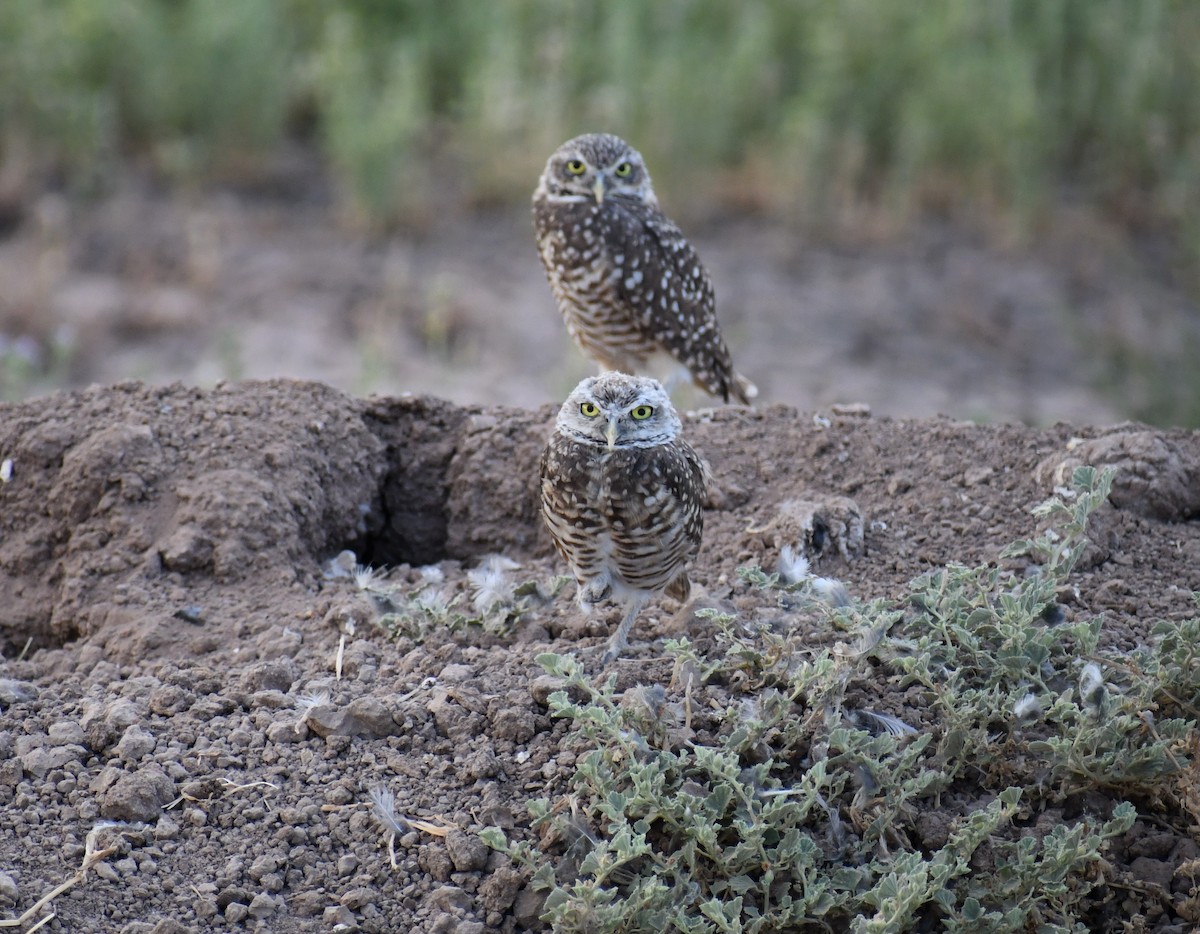 Burrowing Owl - ML180273651