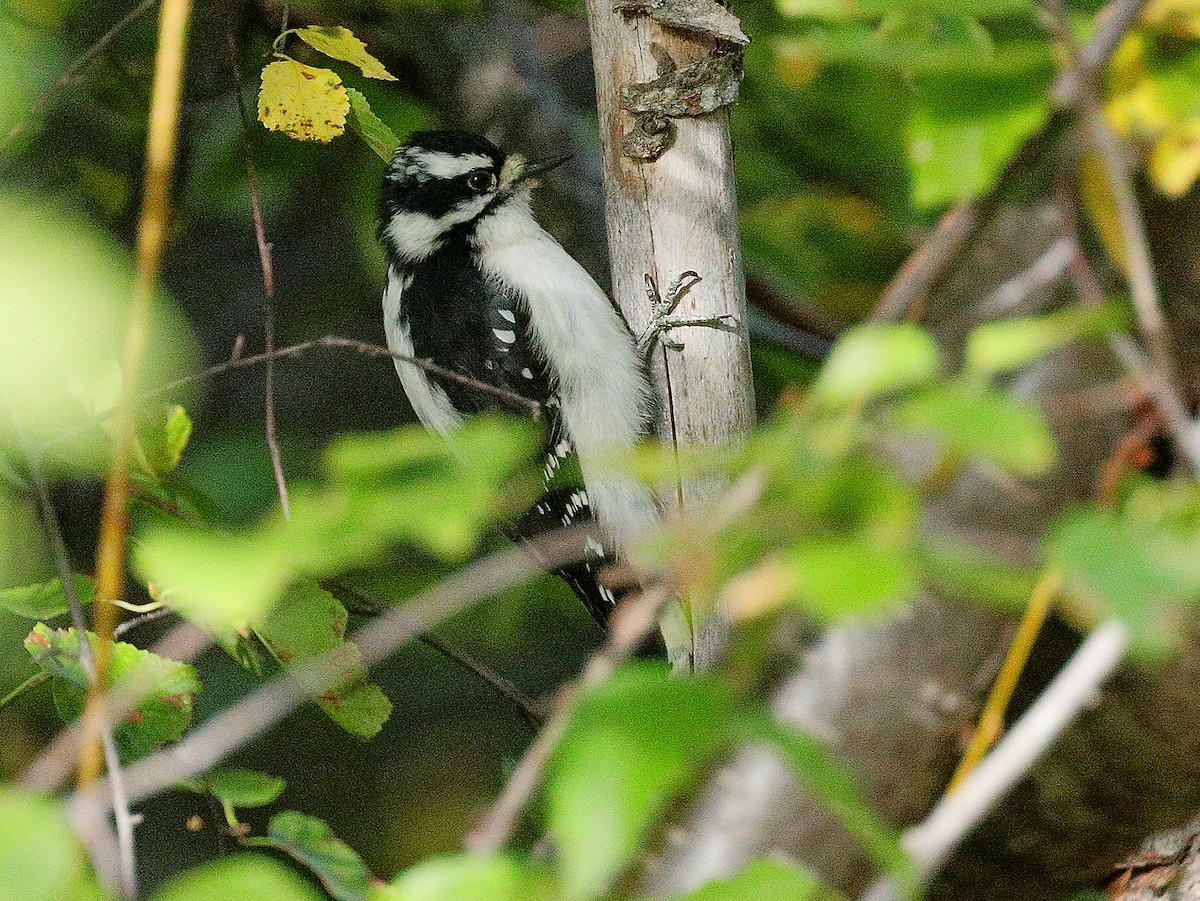 Downy Woodpecker - ML180273761