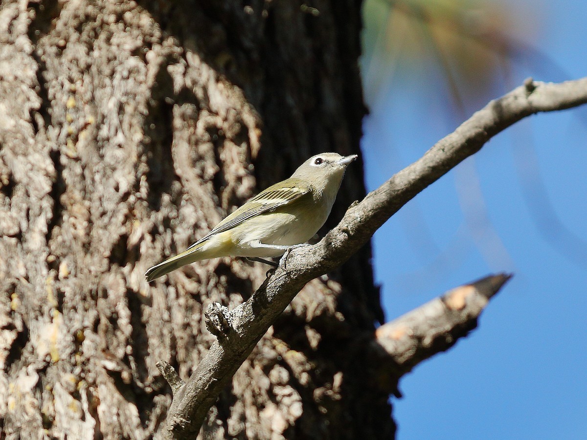 Vireo de Cassin - ML180273781