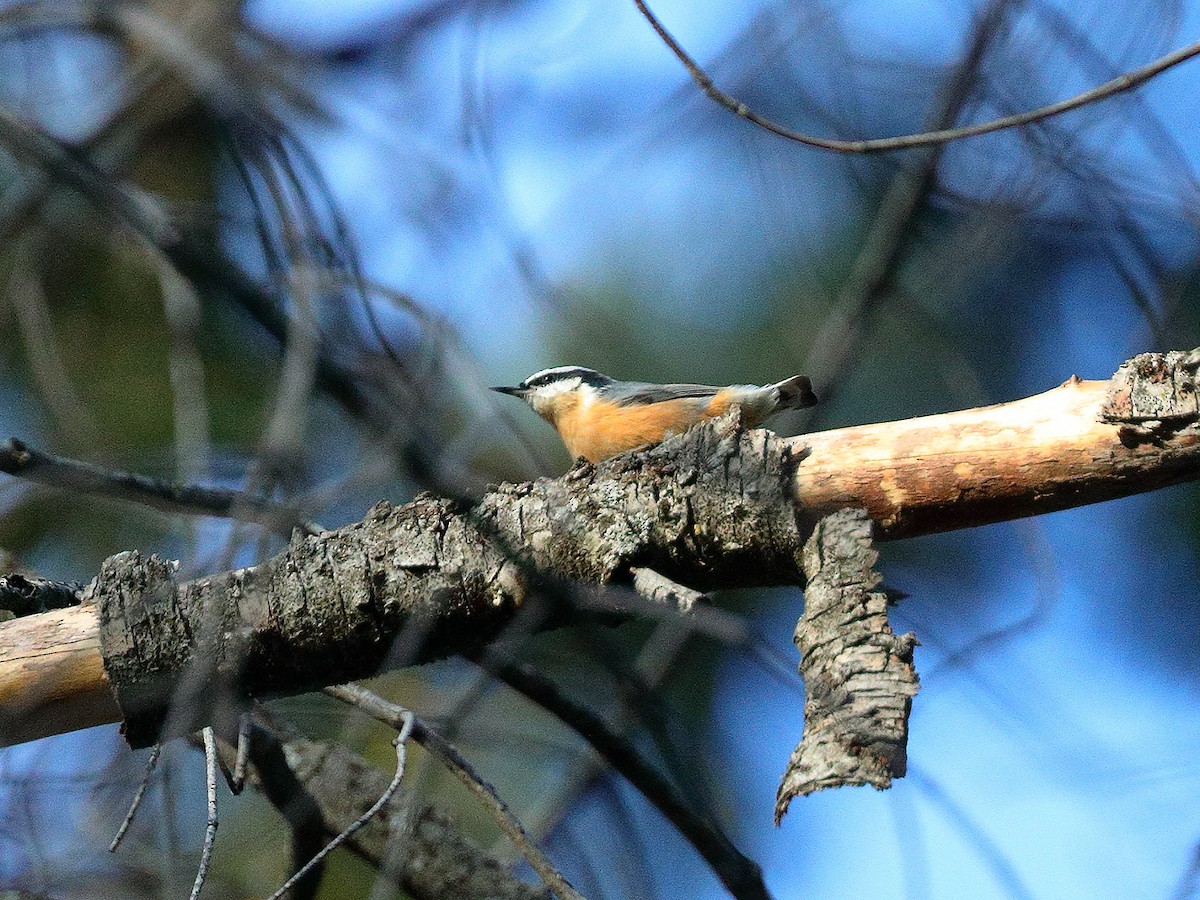 Red-breasted Nuthatch - ML180273831