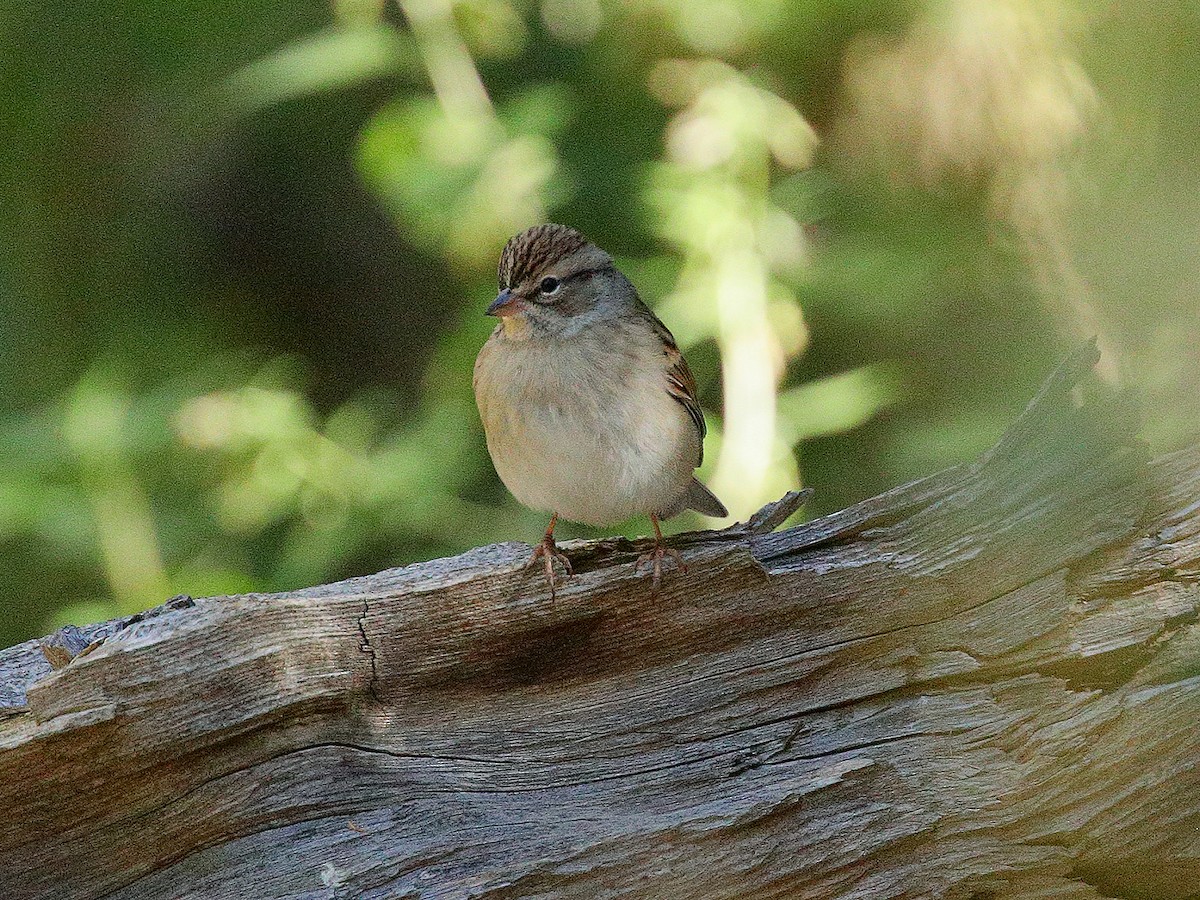 Chipping Sparrow - ML180273891