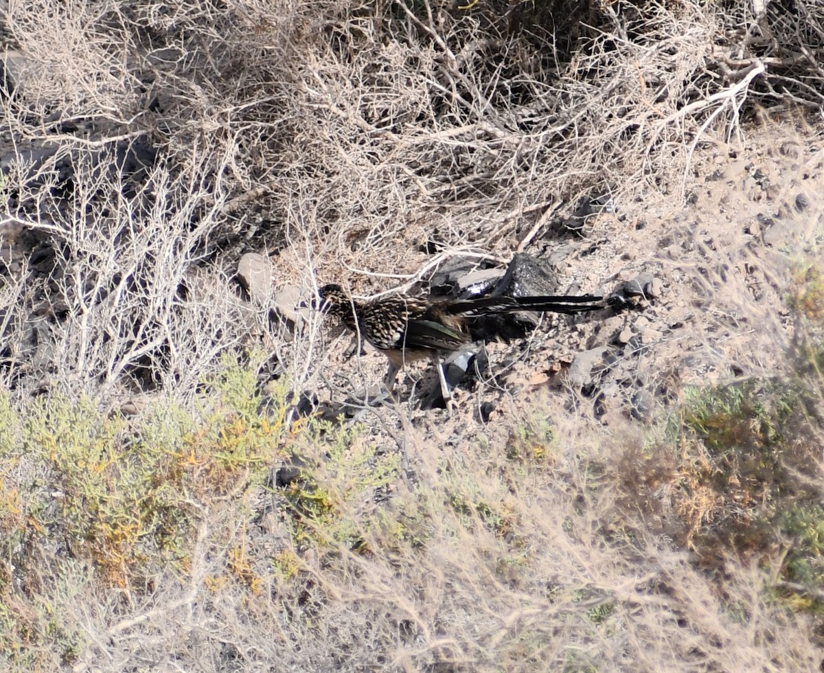 Greater Roadrunner - ML180273951