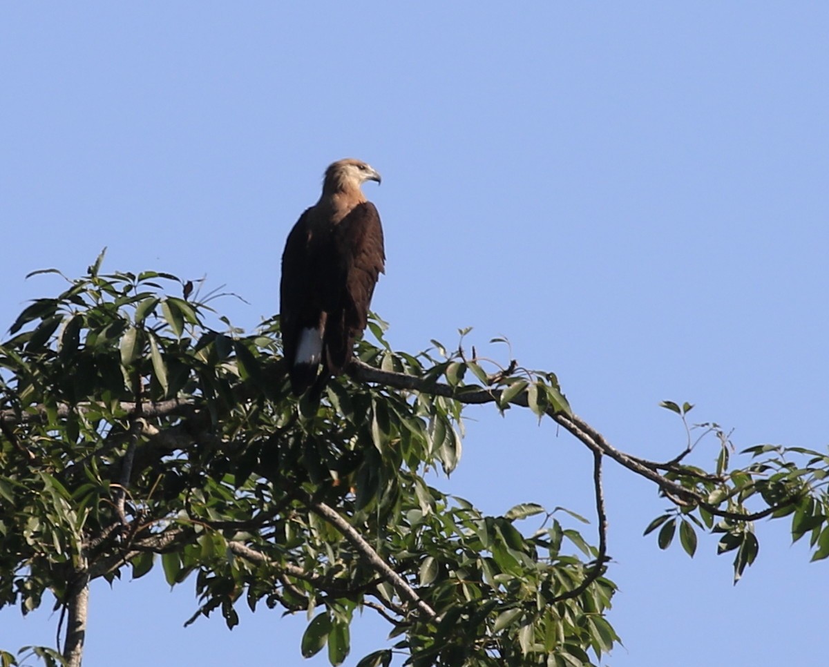 Pallas's Fish-Eagle - Vijaya Lakshmi