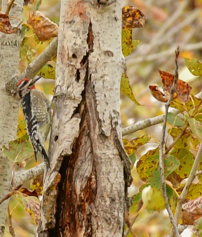 Red-naped Sapsucker - Libby Burtner