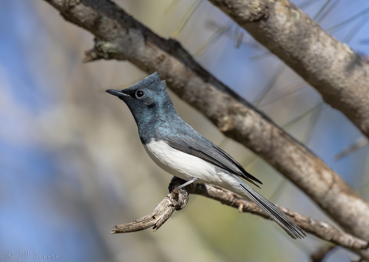 Leaden Flycatcher - ML180278661