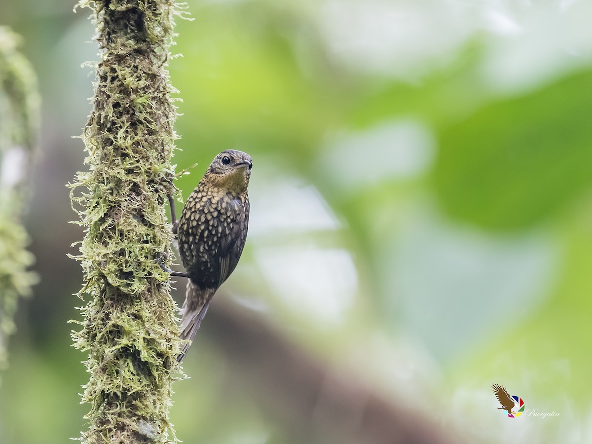 Spotted Barbtail - ML180279321