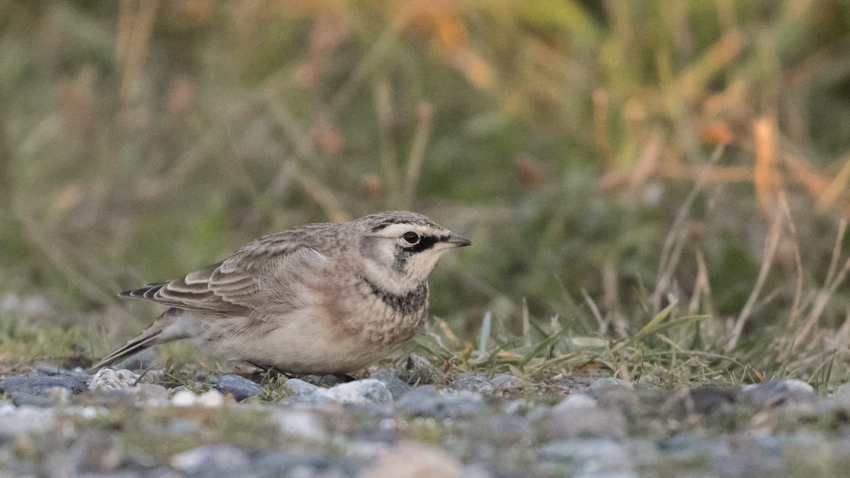 Horned Lark - ML180280531