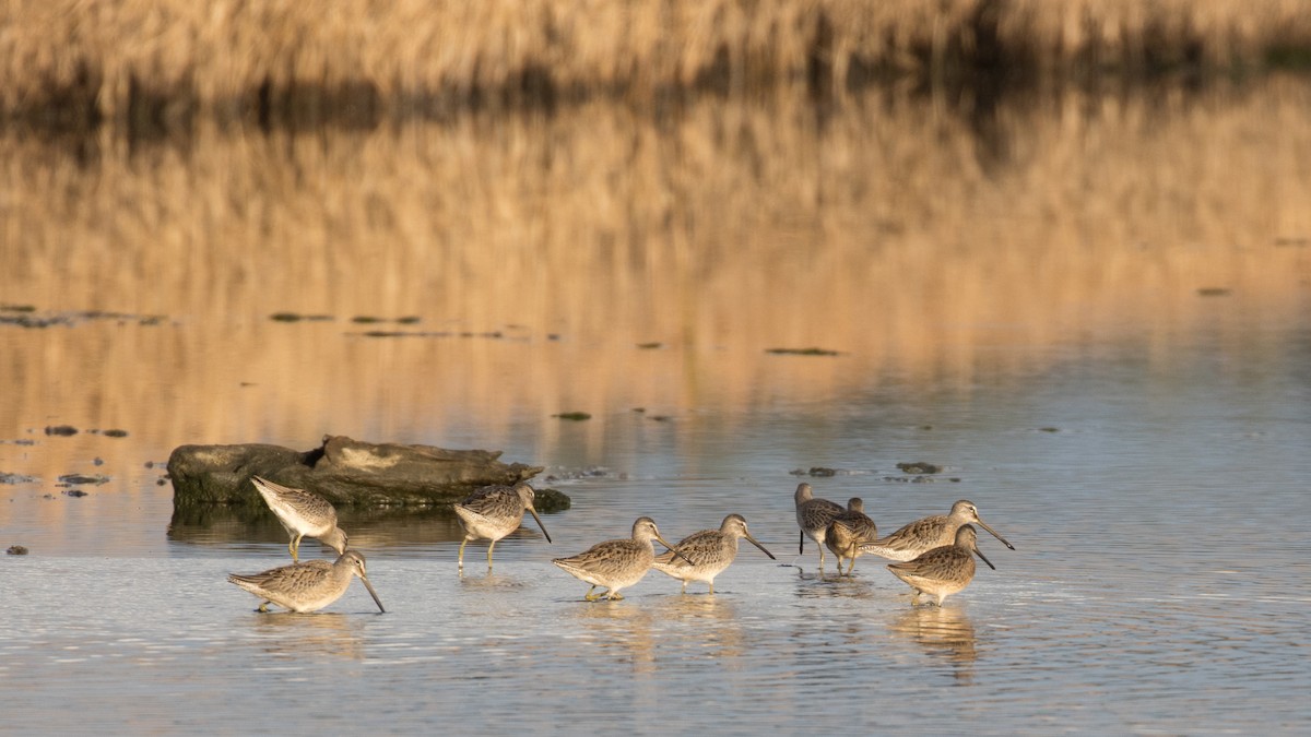 Long-billed Dowitcher - ML180280781