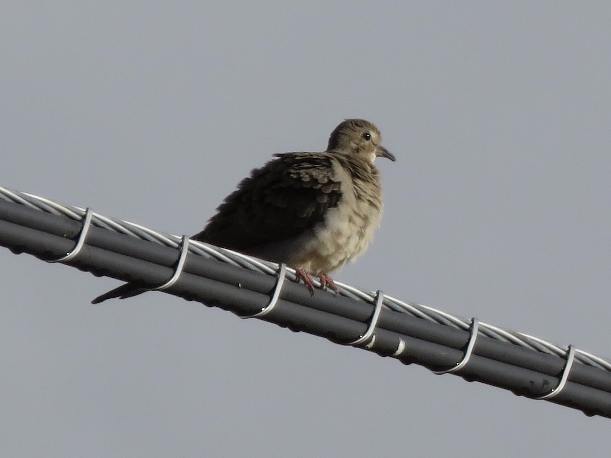 Mourning Dove - Linda Parlee-Chowns