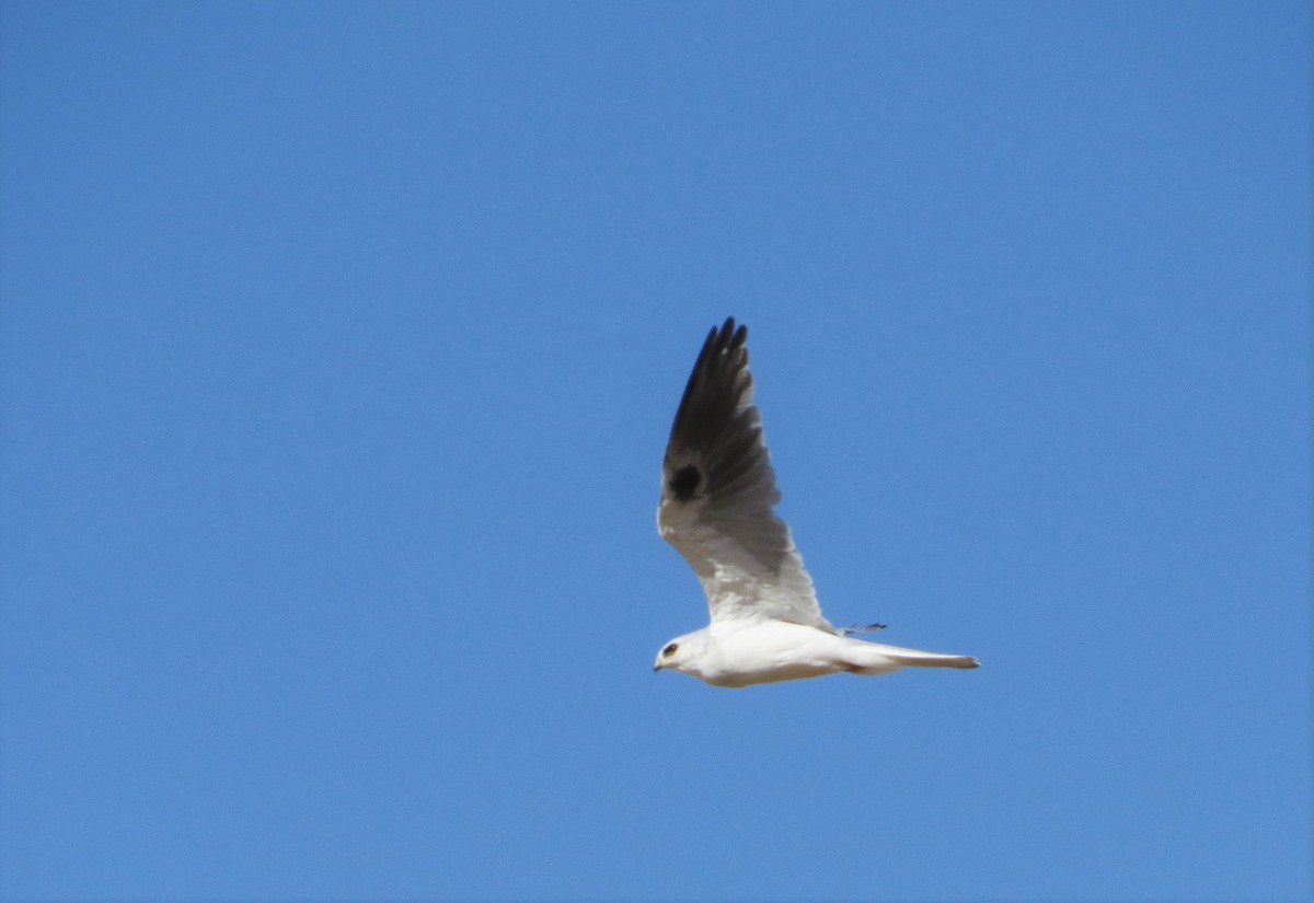 White-tailed Kite - ML180282131