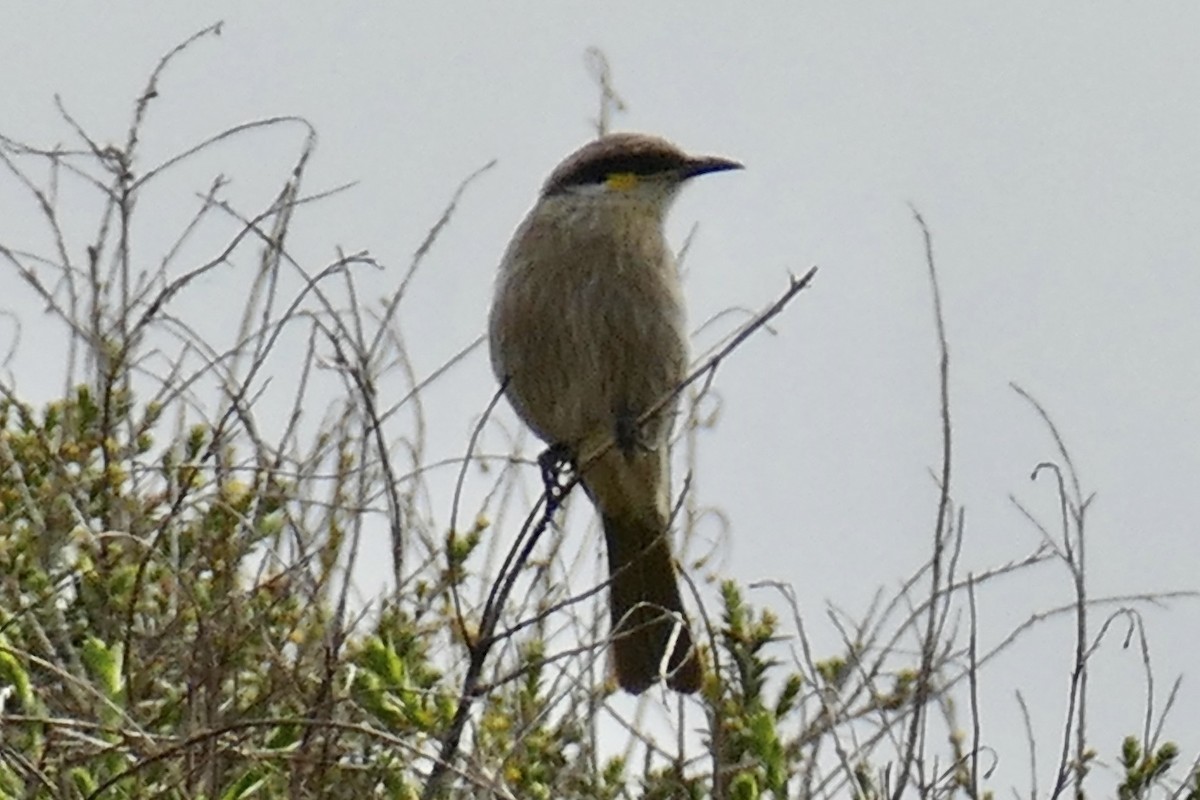 Singing Honeyeater - ML180284101