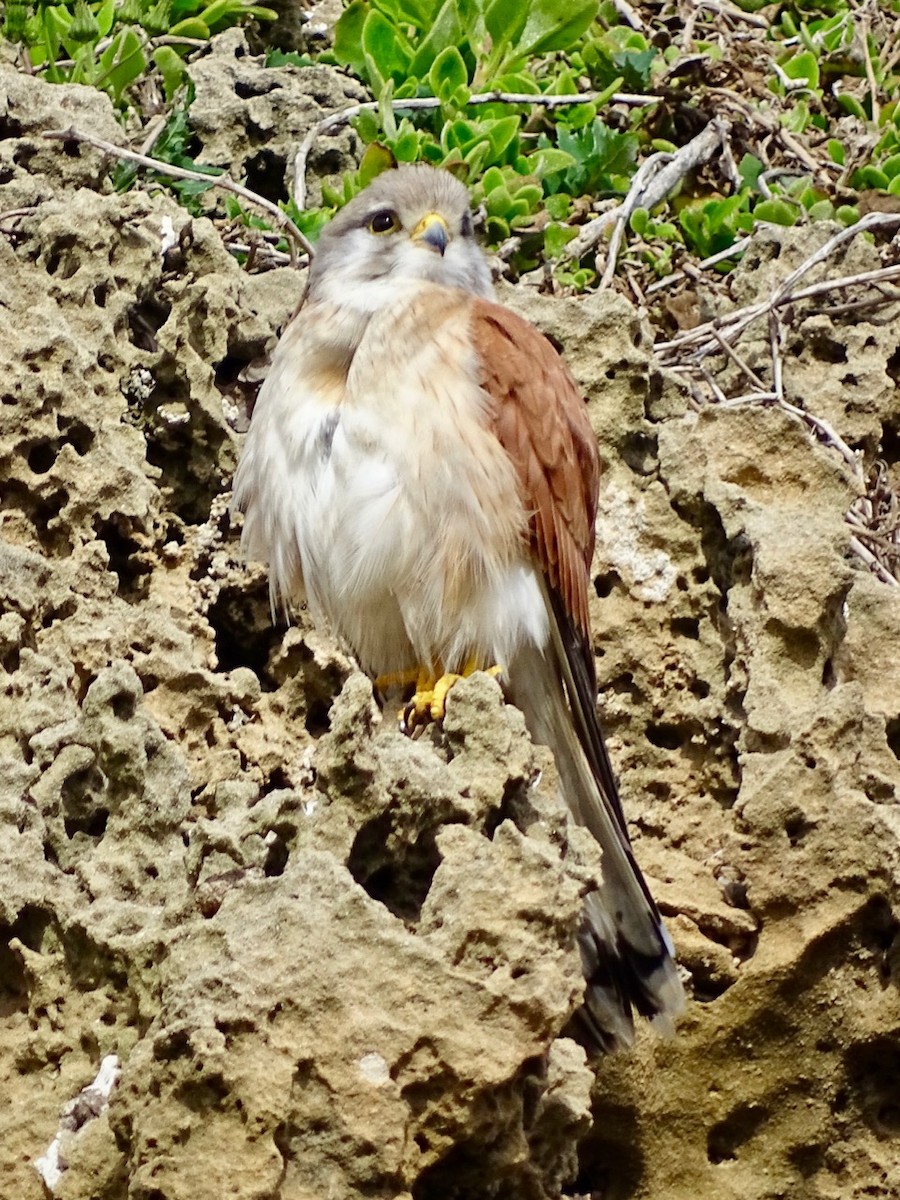 Nankeen Kestrel - ML180285021