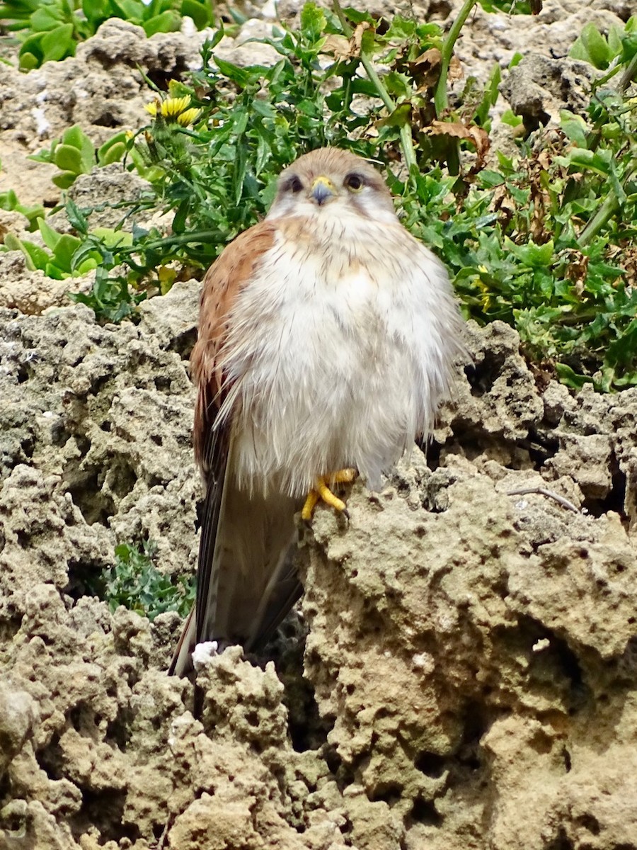 Nankeen Kestrel - ML180285031