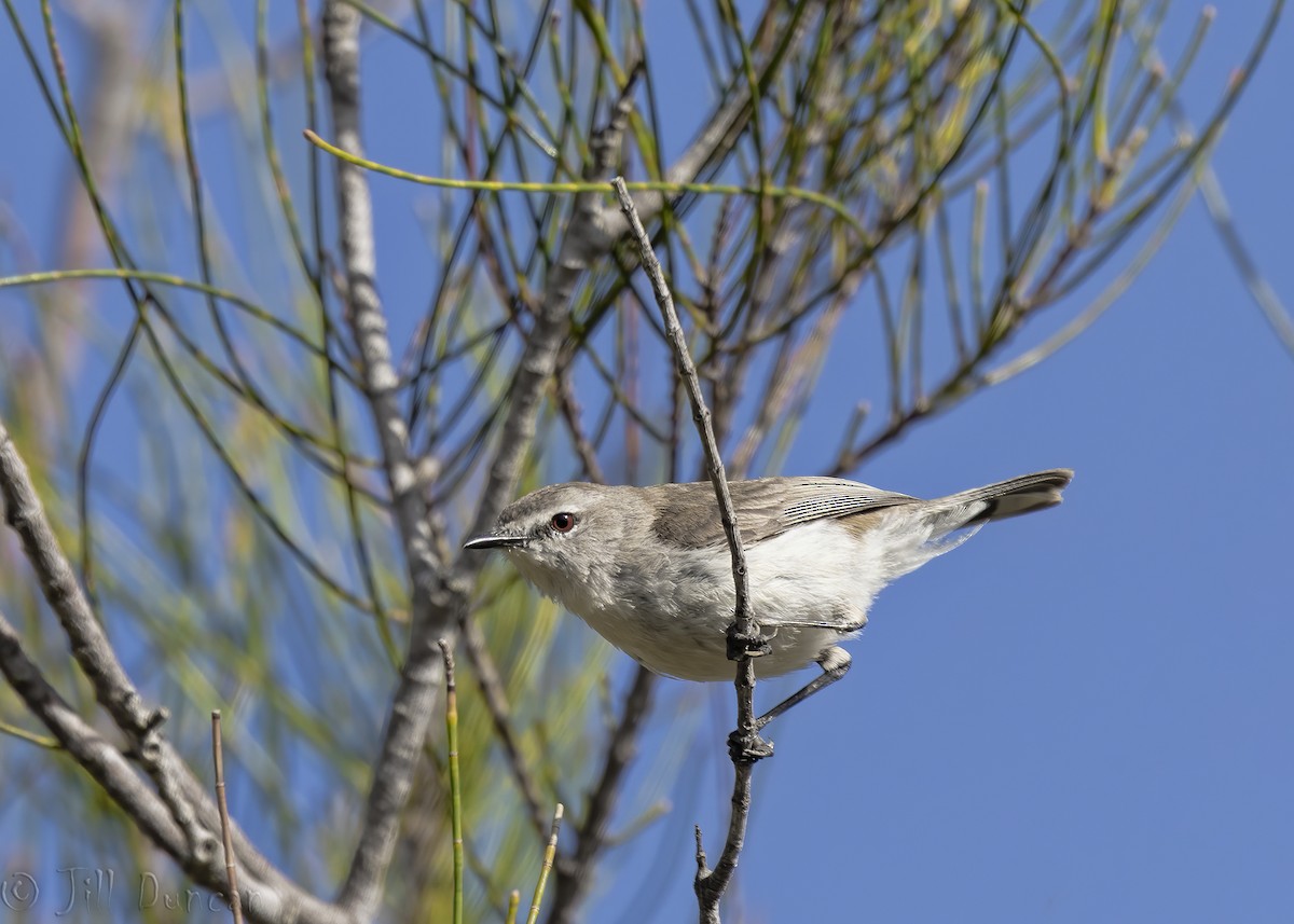 Mangrove Gerygone - ML180285141