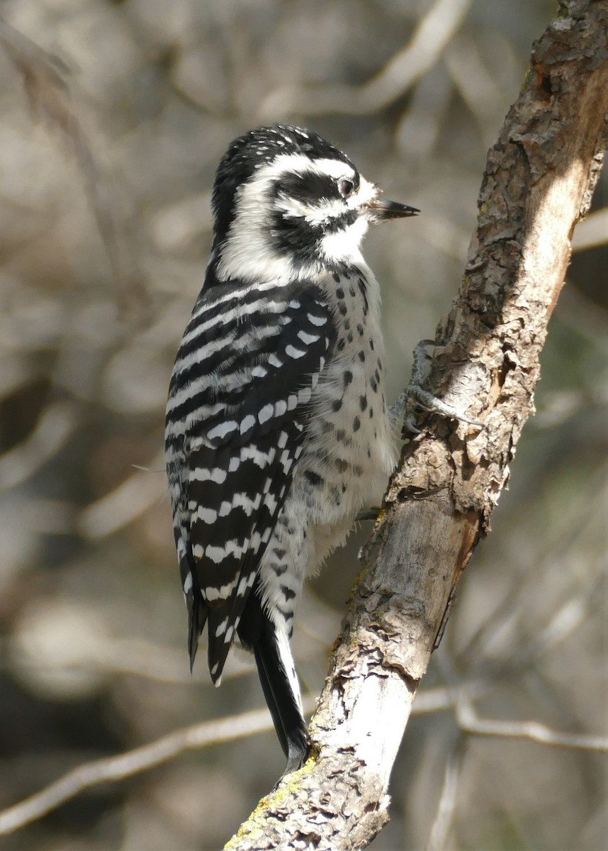 Nuttall's Woodpecker - ML180285921