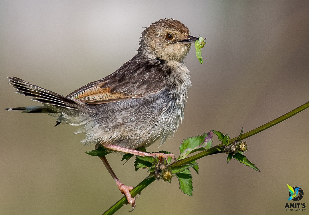 Ethiopian Cisticola - Amit Sharma