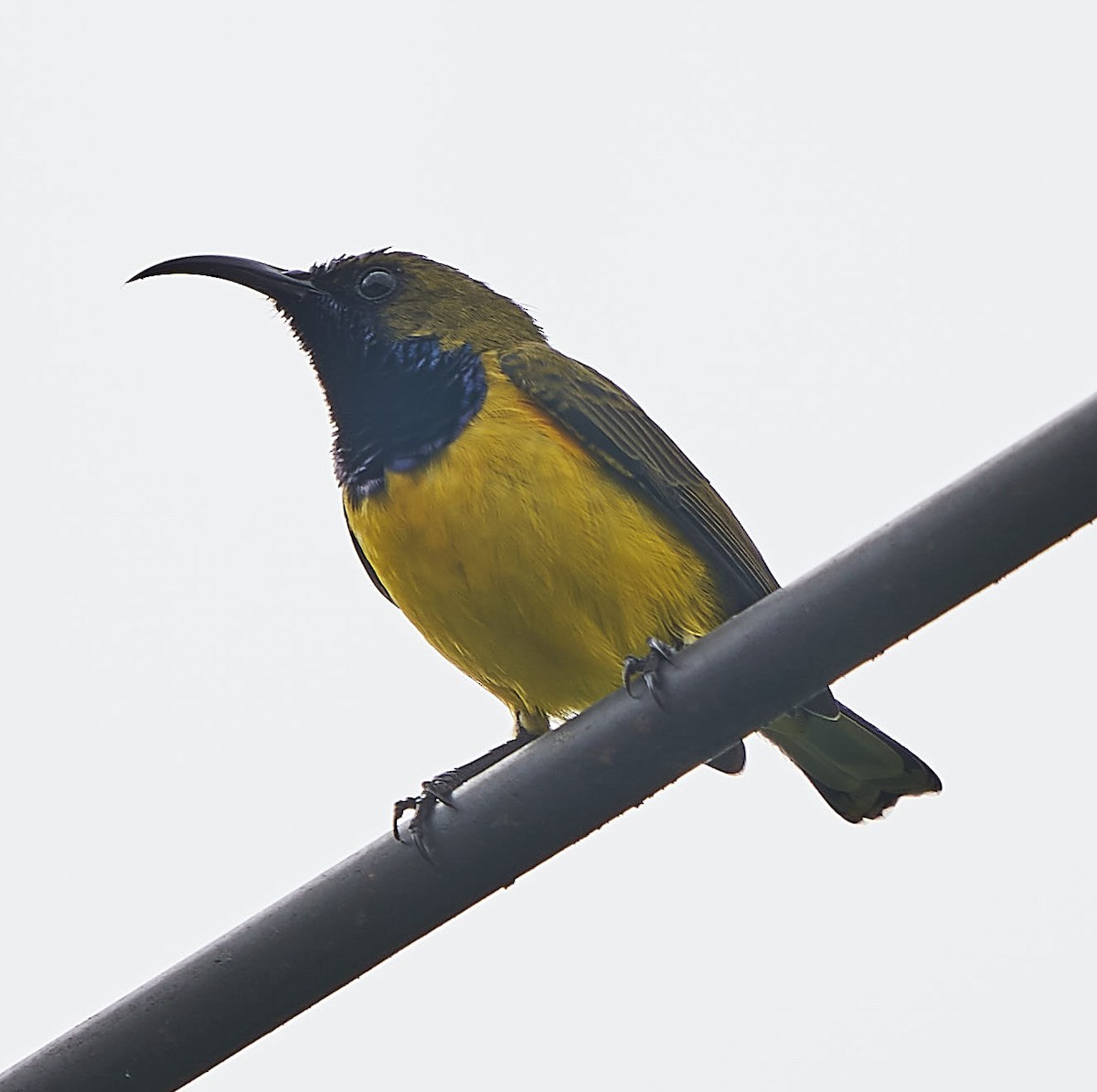 Ornate Sunbird - ML180287971