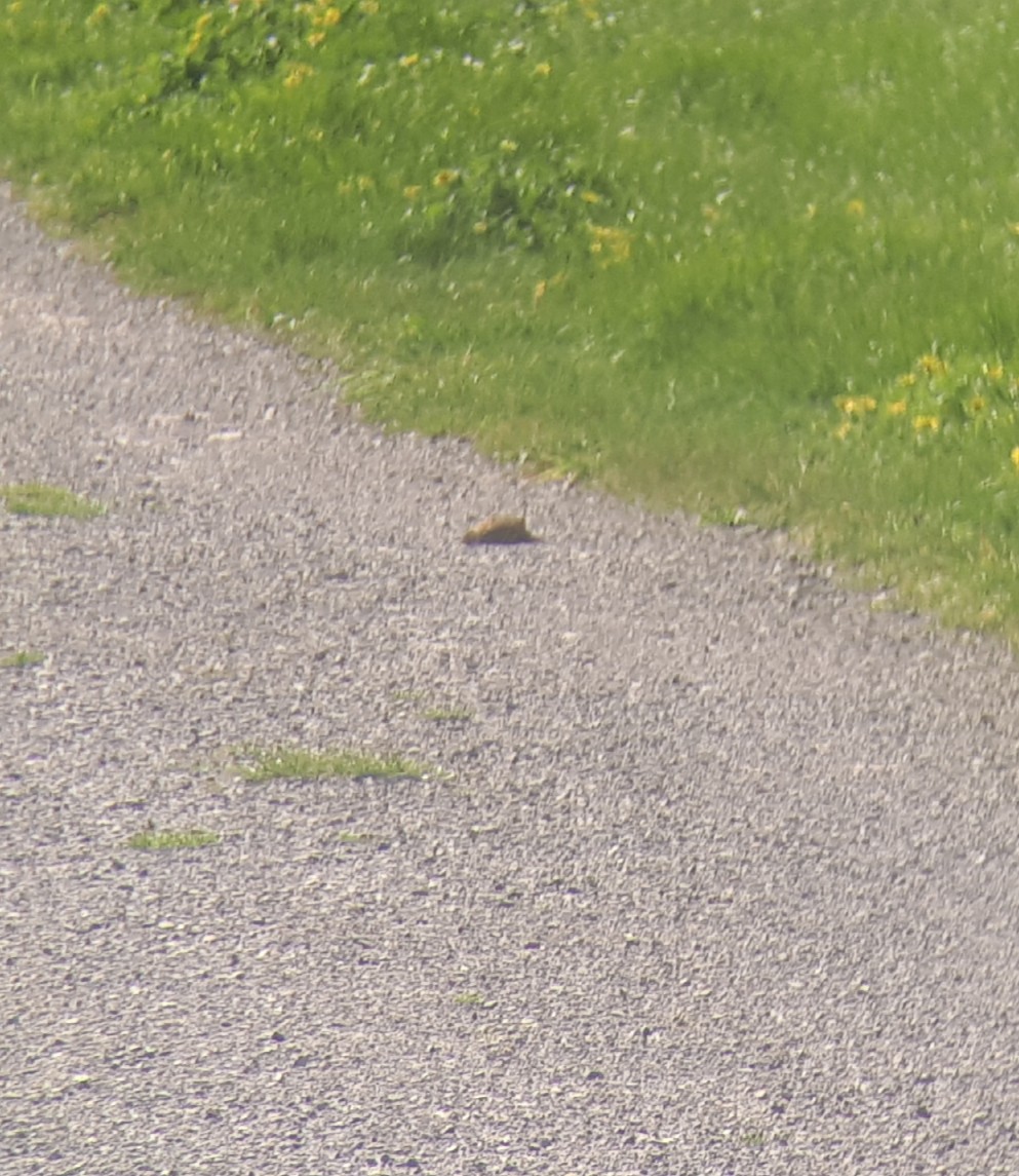 Eurasian Skylark - ML180289521