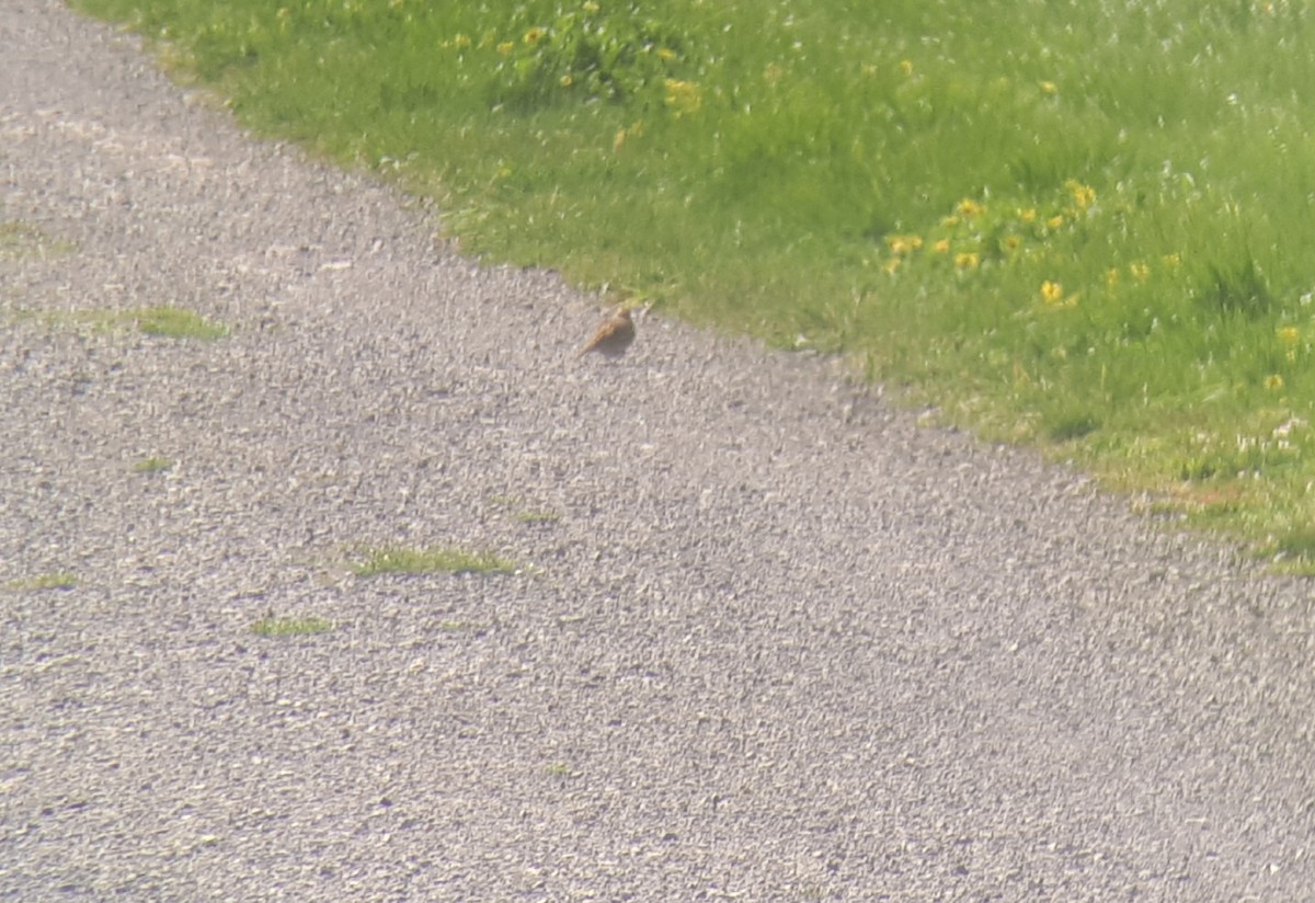 Eurasian Skylark - ML180289541