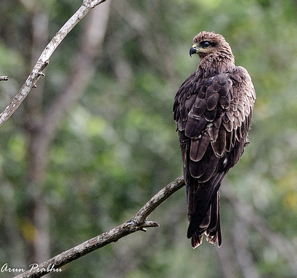 Black Kite - ML180289961