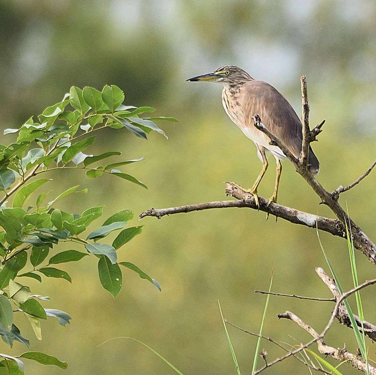 Indian Pond-Heron - ML180290031