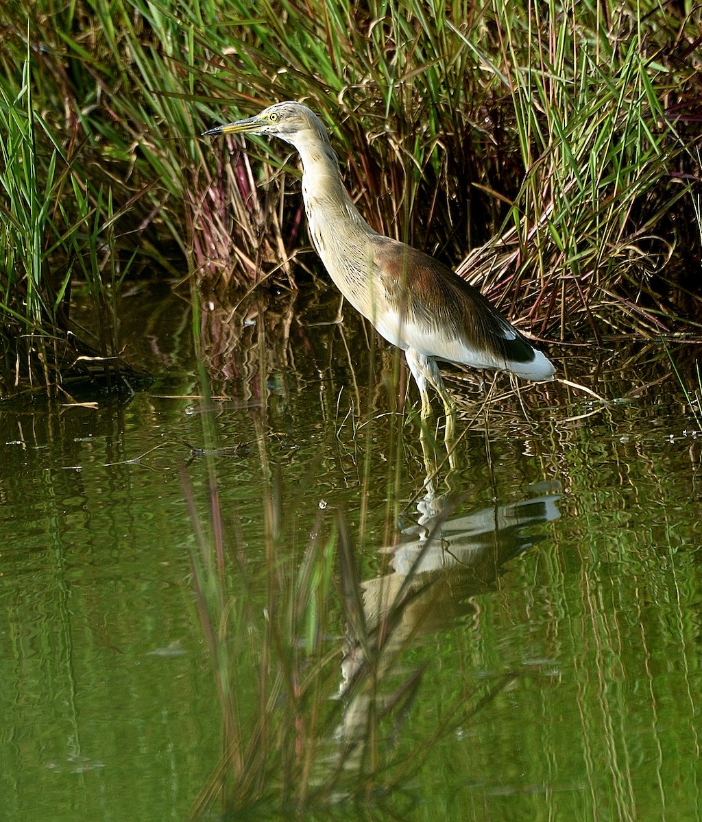 Indian Pond-Heron - ML180290061